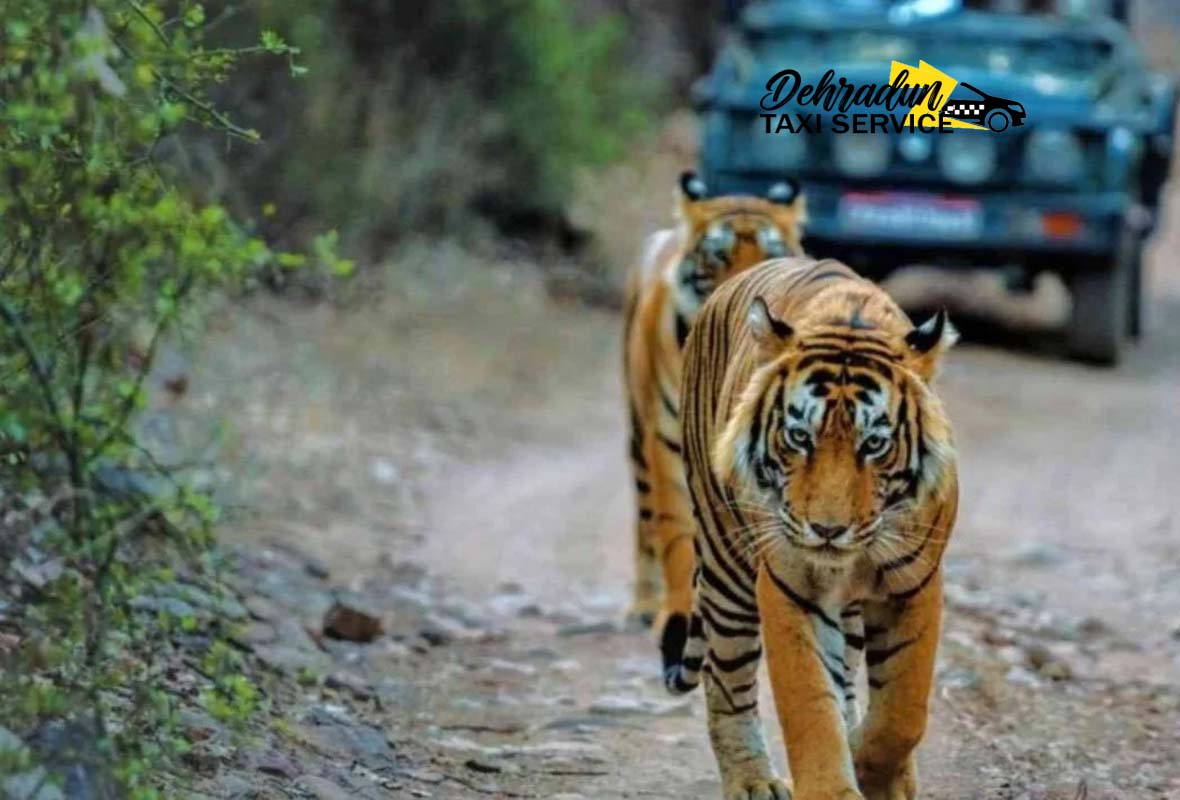 jim-corbett-national-park-taxi